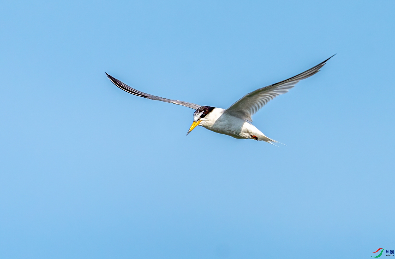 白额燕鸥