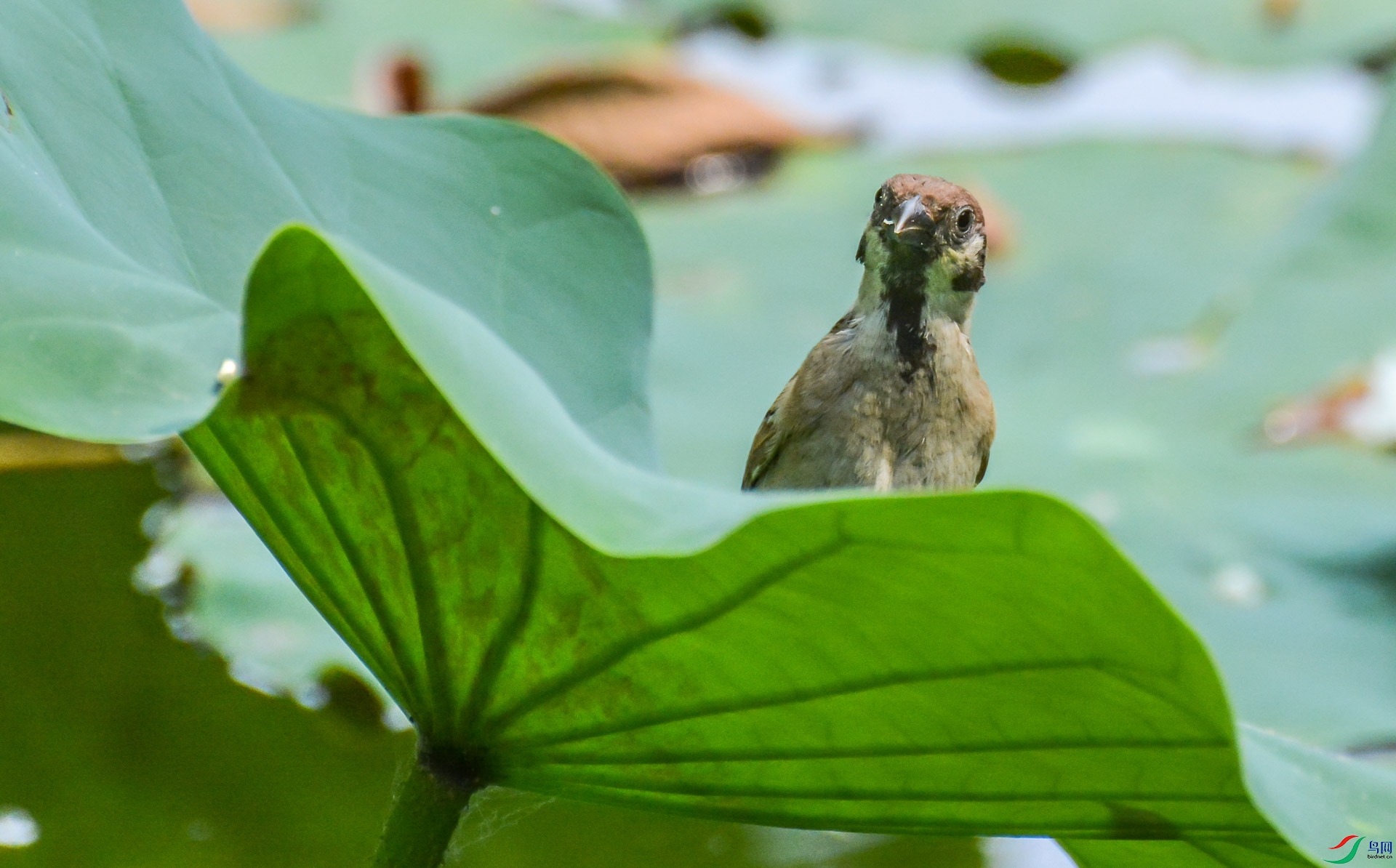 DSC_3672.jpg