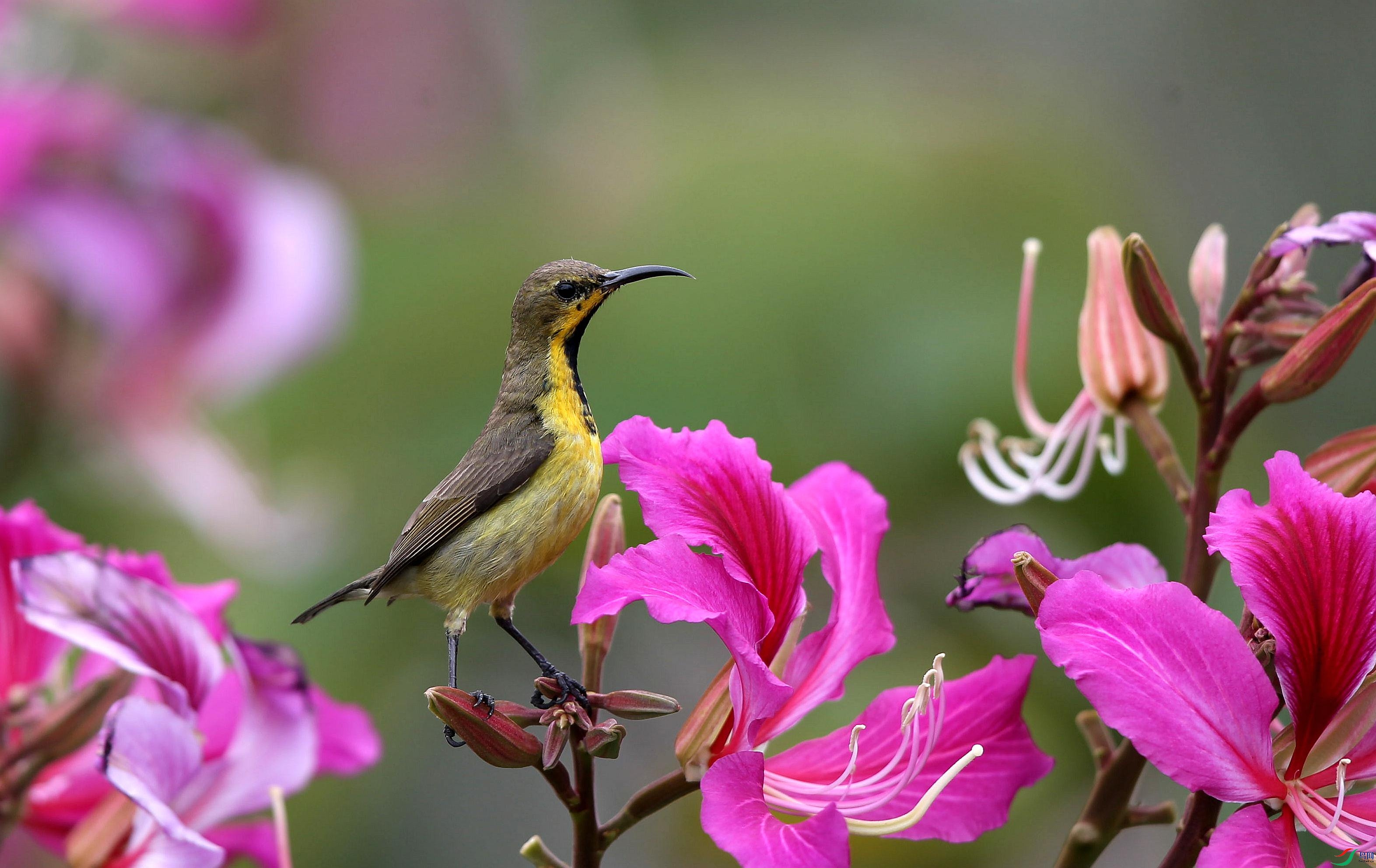 花蜜鳥