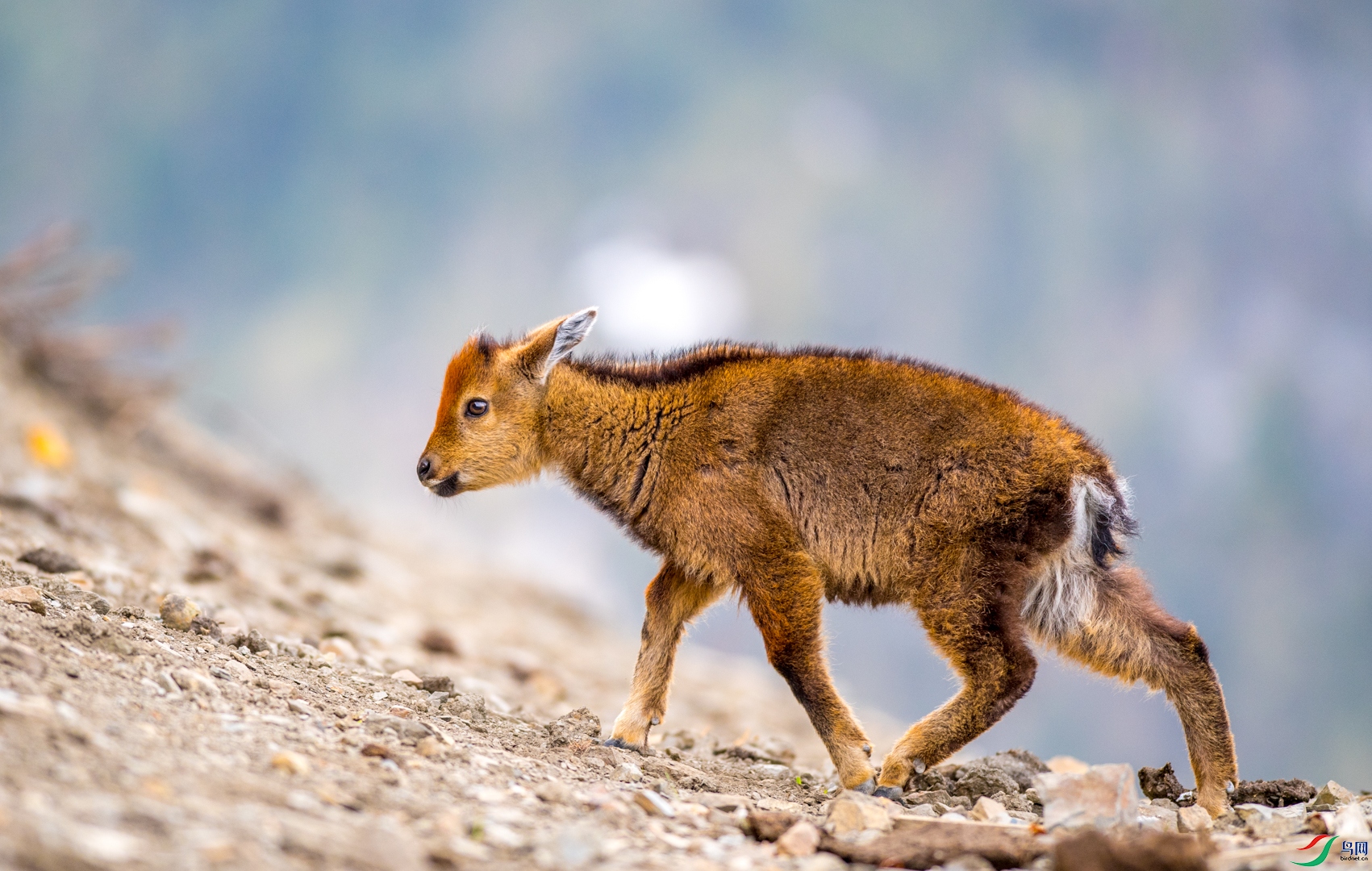 赤班羚获首页动物精华