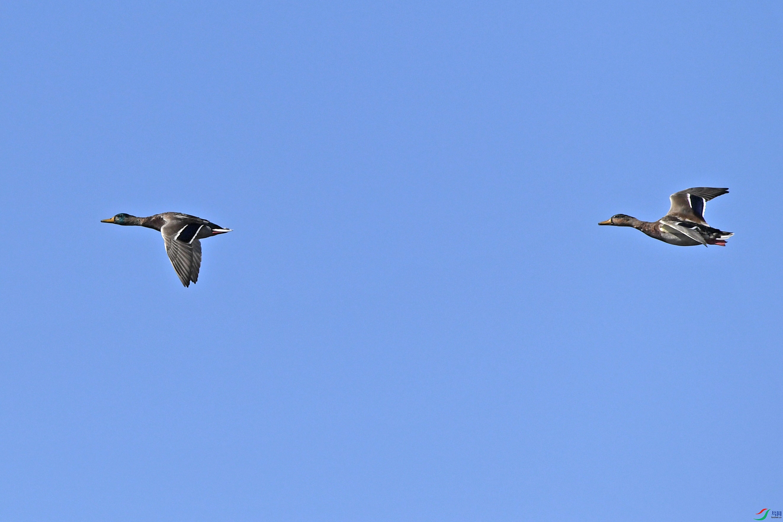 DSC_38401.jpg