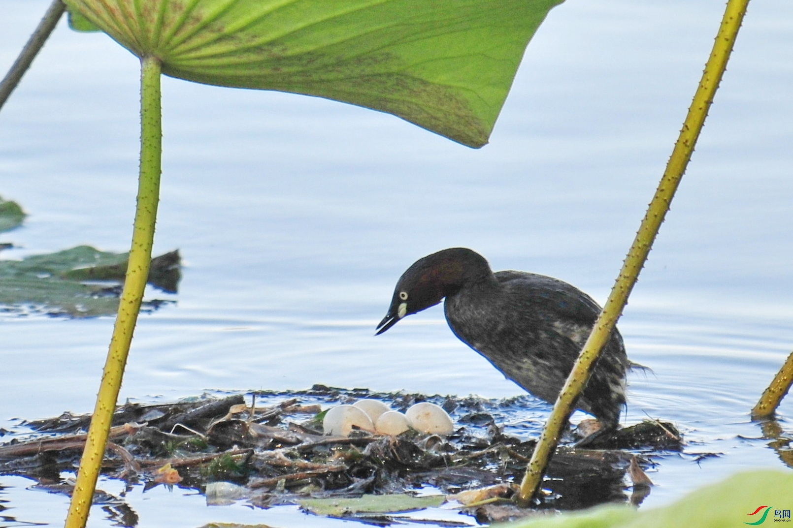鸟坚强小鷿鷈(贺获图文精华)