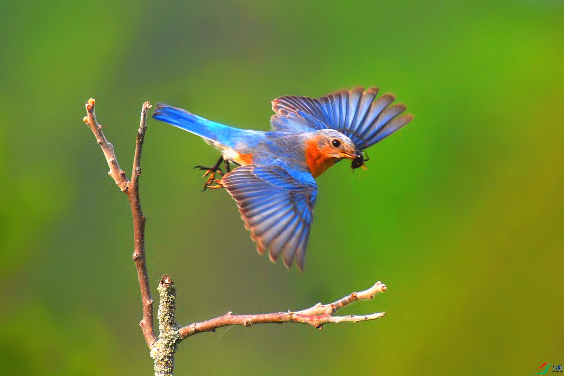 加拿大【棕腹蓝仙鹟】(祝贺老师佳作荣获图文精华)