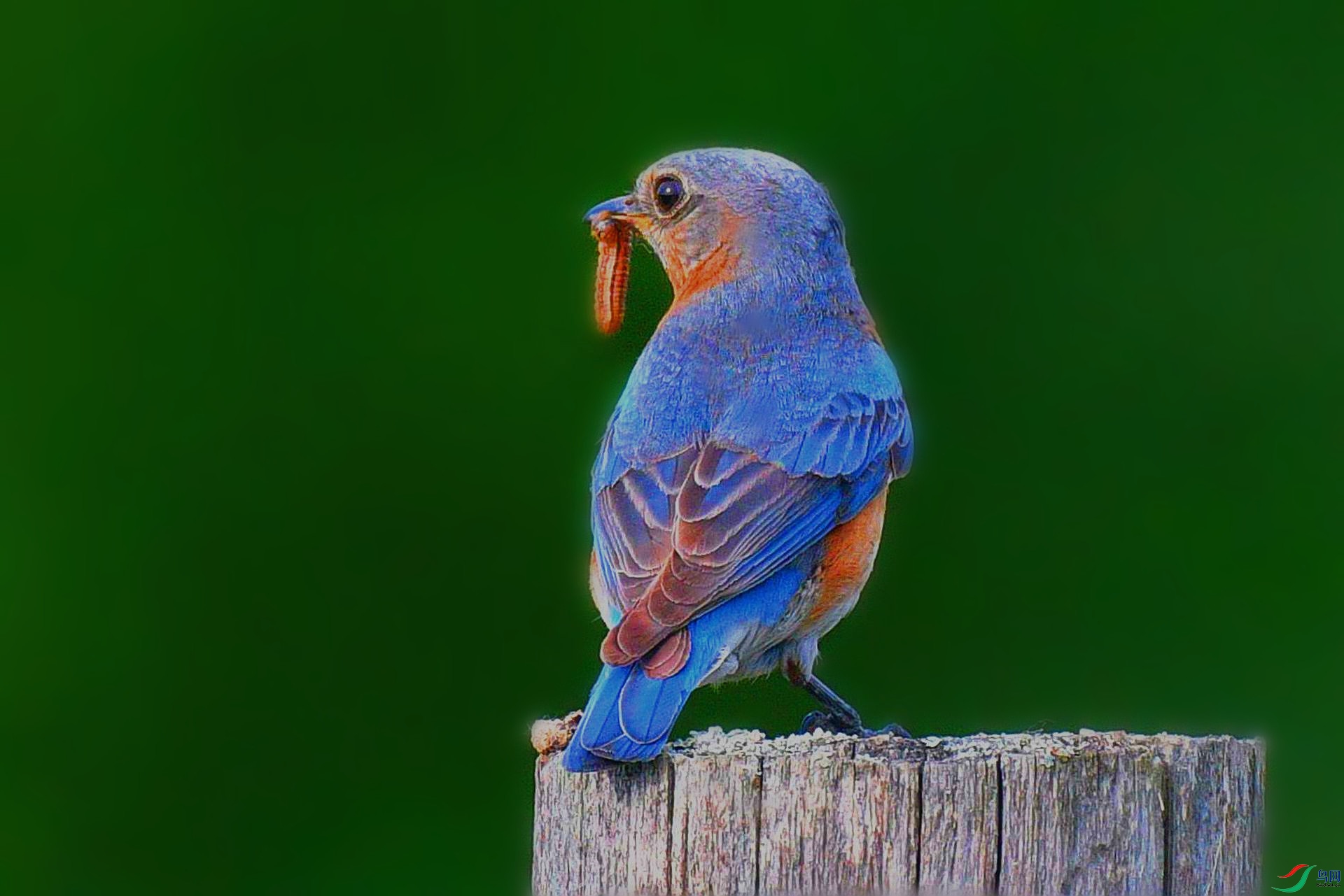 加拿大【棕腹蓝仙鹟】(祝贺老师佳作荣获图文精华)