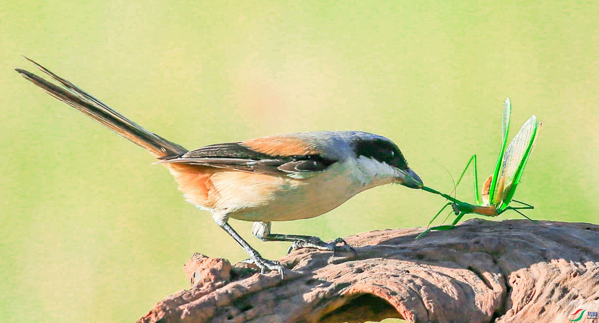 ����1 (1 - 1).jpg