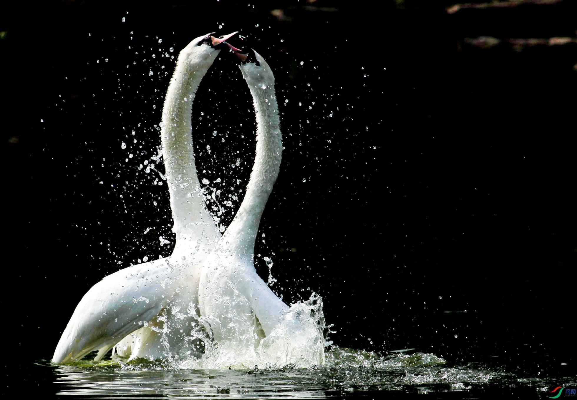 ��� (1 - 1).jpg