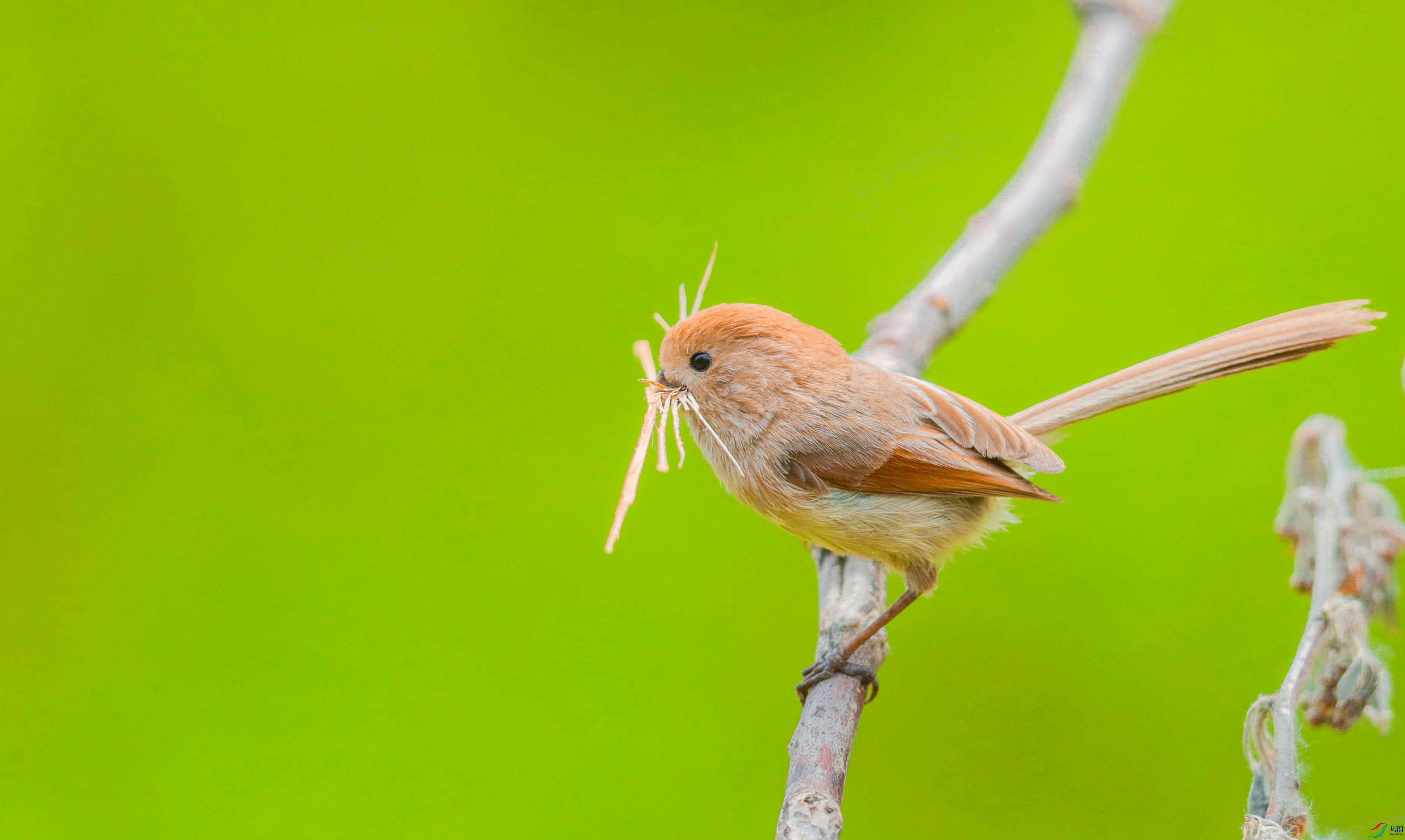 �����ӵ�С��ͷ (1 - 1).jpg