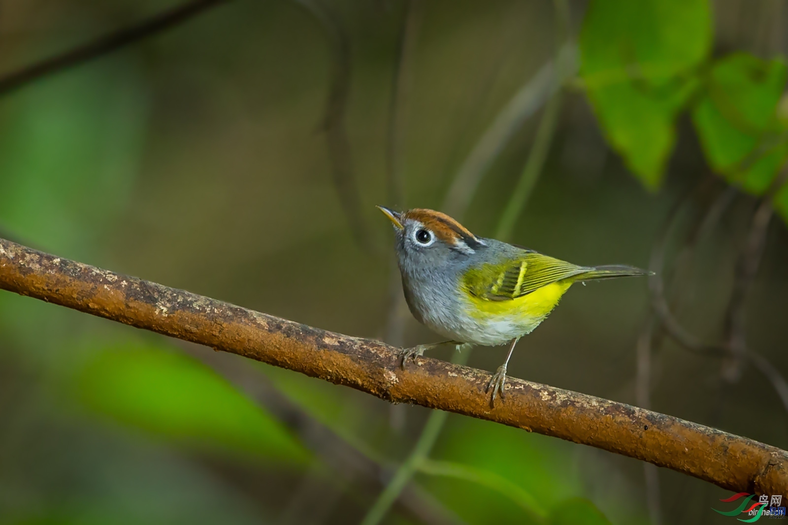 Wine  ��ʦ����������ʡ��ɽ��â�����������.jpg