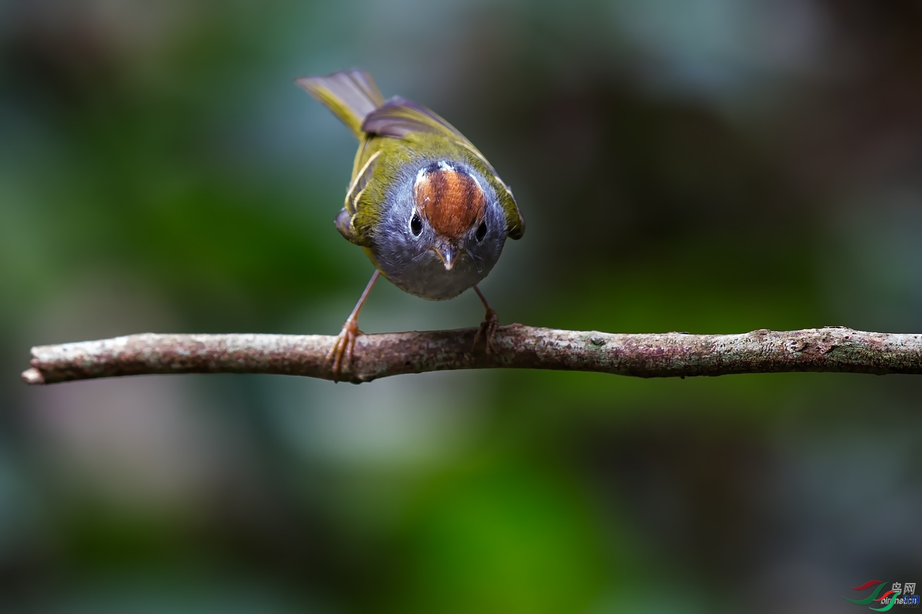 ��ͷ����  ��ʦ����������ʡ��ɽ��â�����������.jpg