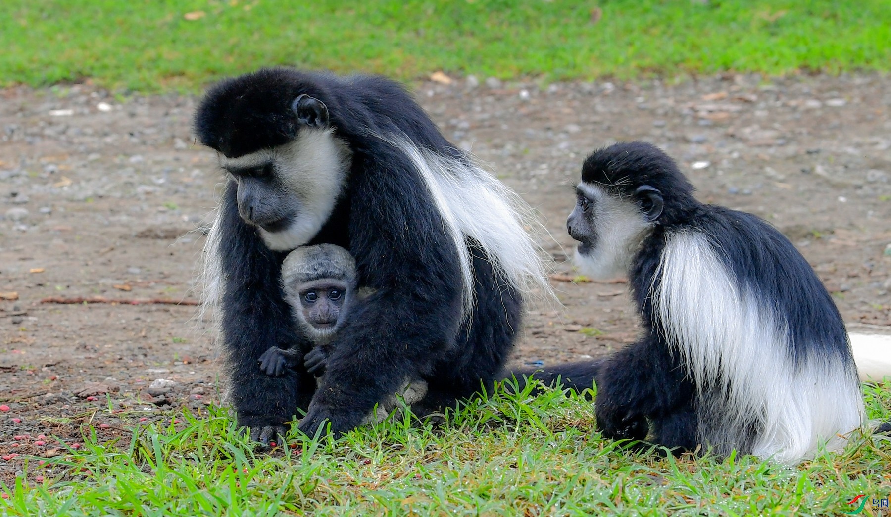 [哺乳] 黑白疣猴---- 祝贺荣获野生动物首页精华!