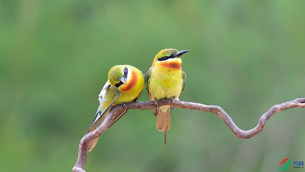 依偎(蓝喉蜂虎)