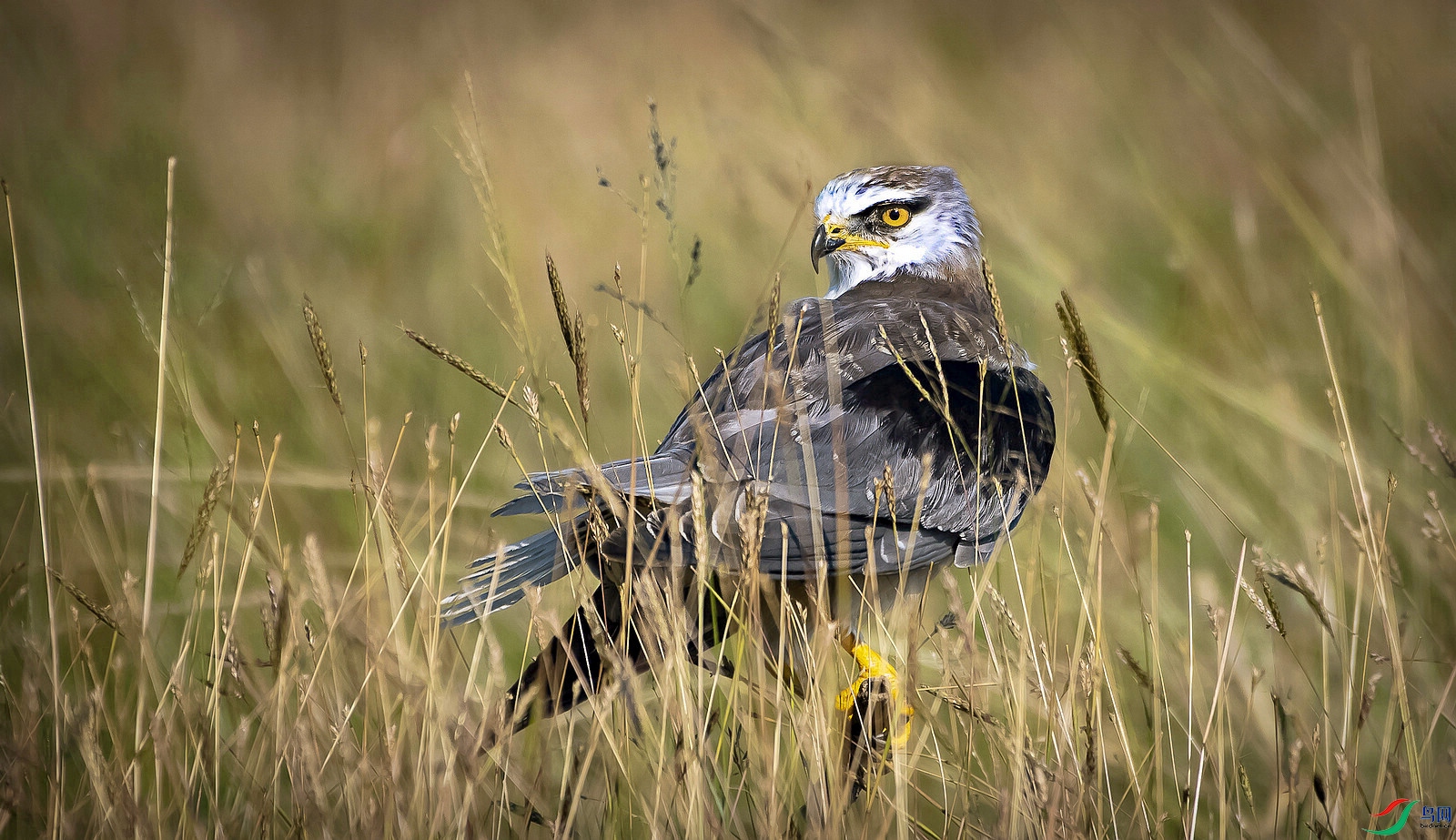 _DSC2161_1 - ����.jpg