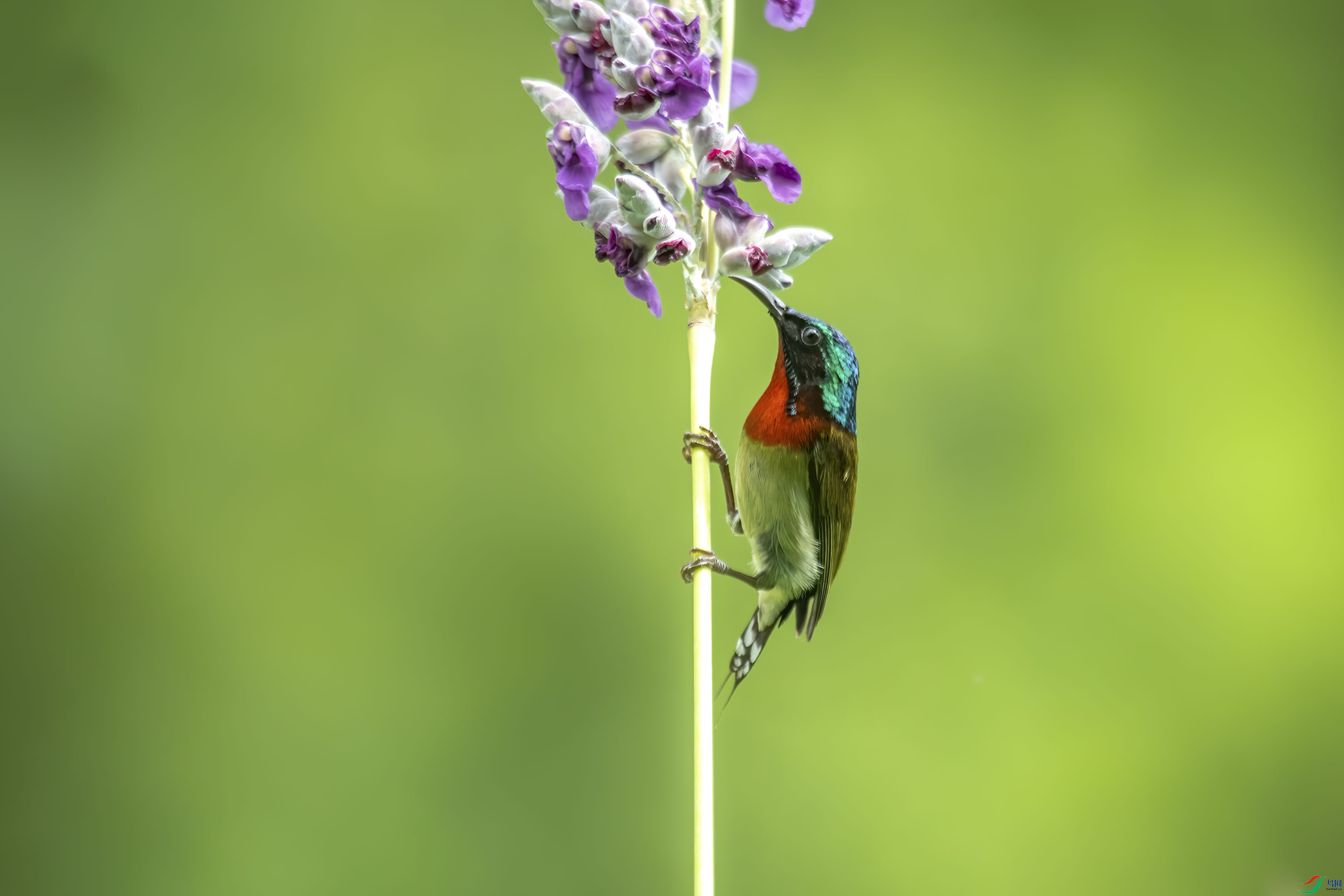 DSC_2352-1_1.jpg