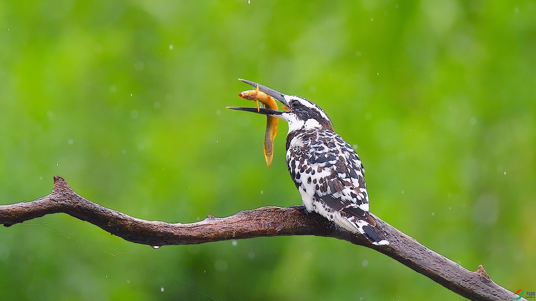 ������ζ