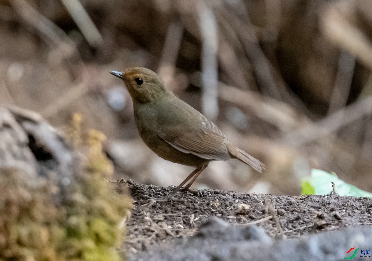 小巧精神的《蓝短翅鸫》雌鸟
