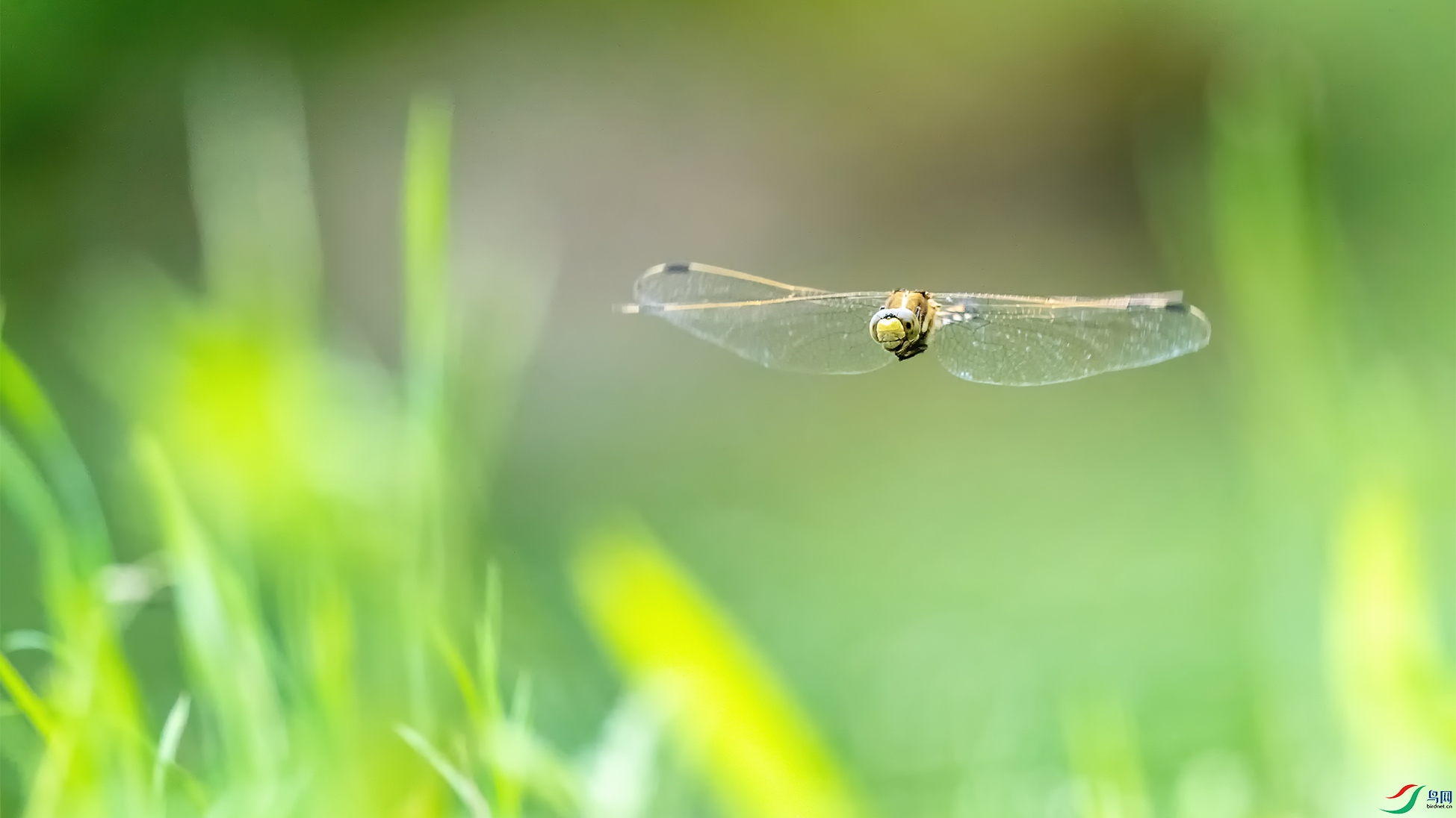 DSC_4866-acr-�ϴ�-Ц����ӭ.jpg