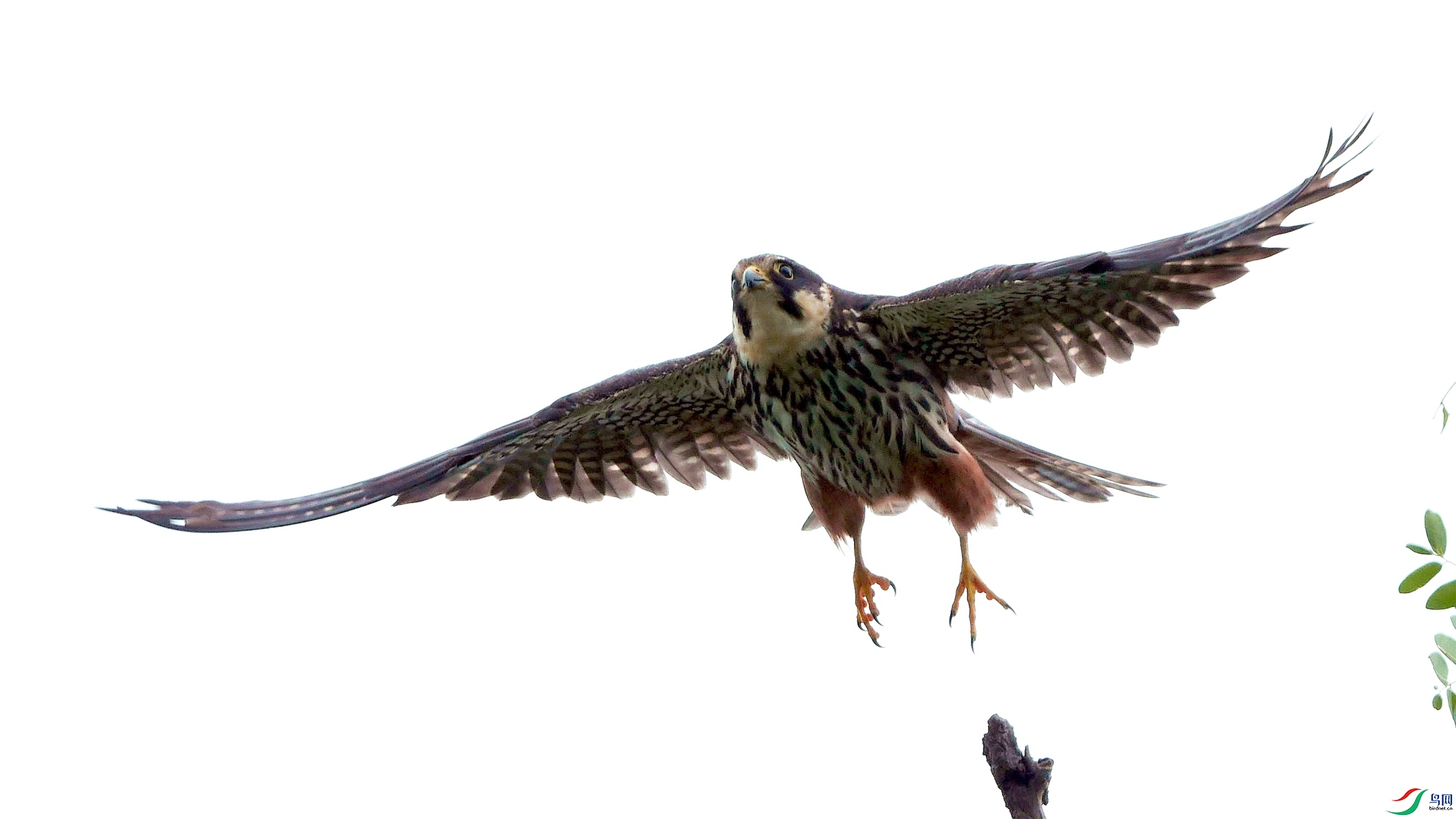 燕隼起飞