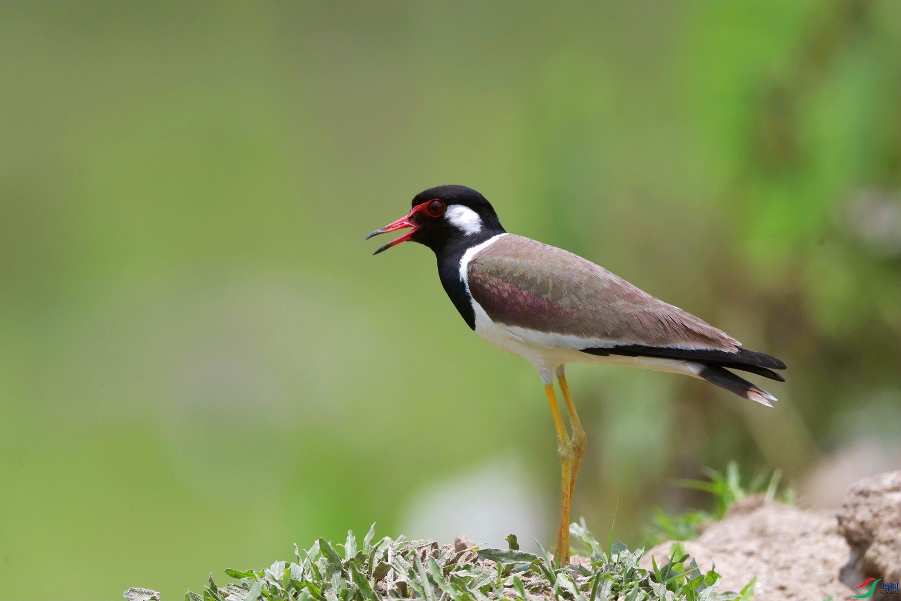 肉垂麦鸡【恭喜荣获本版佳作】