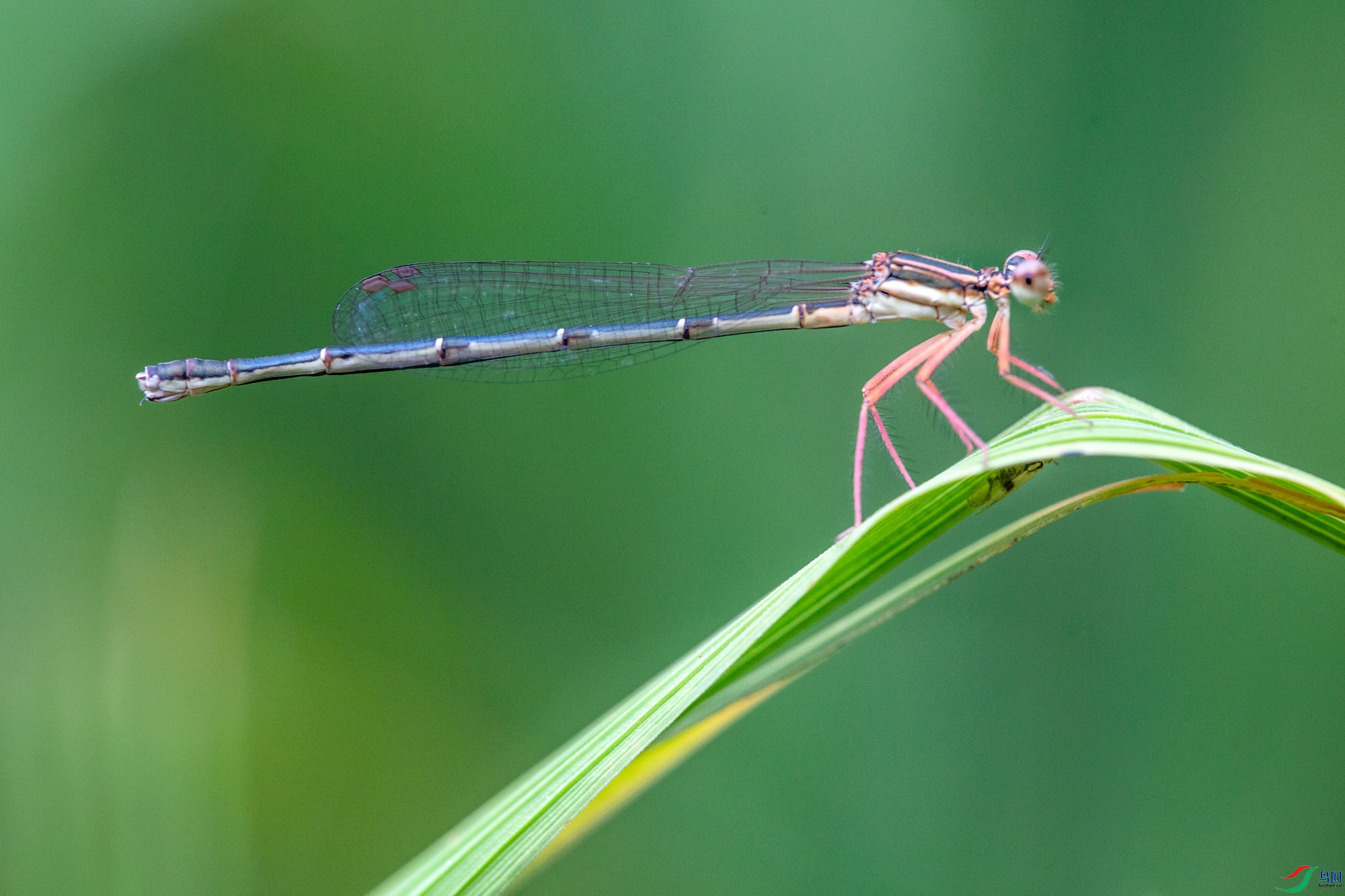 ��ӯ�鶯�Ķ���