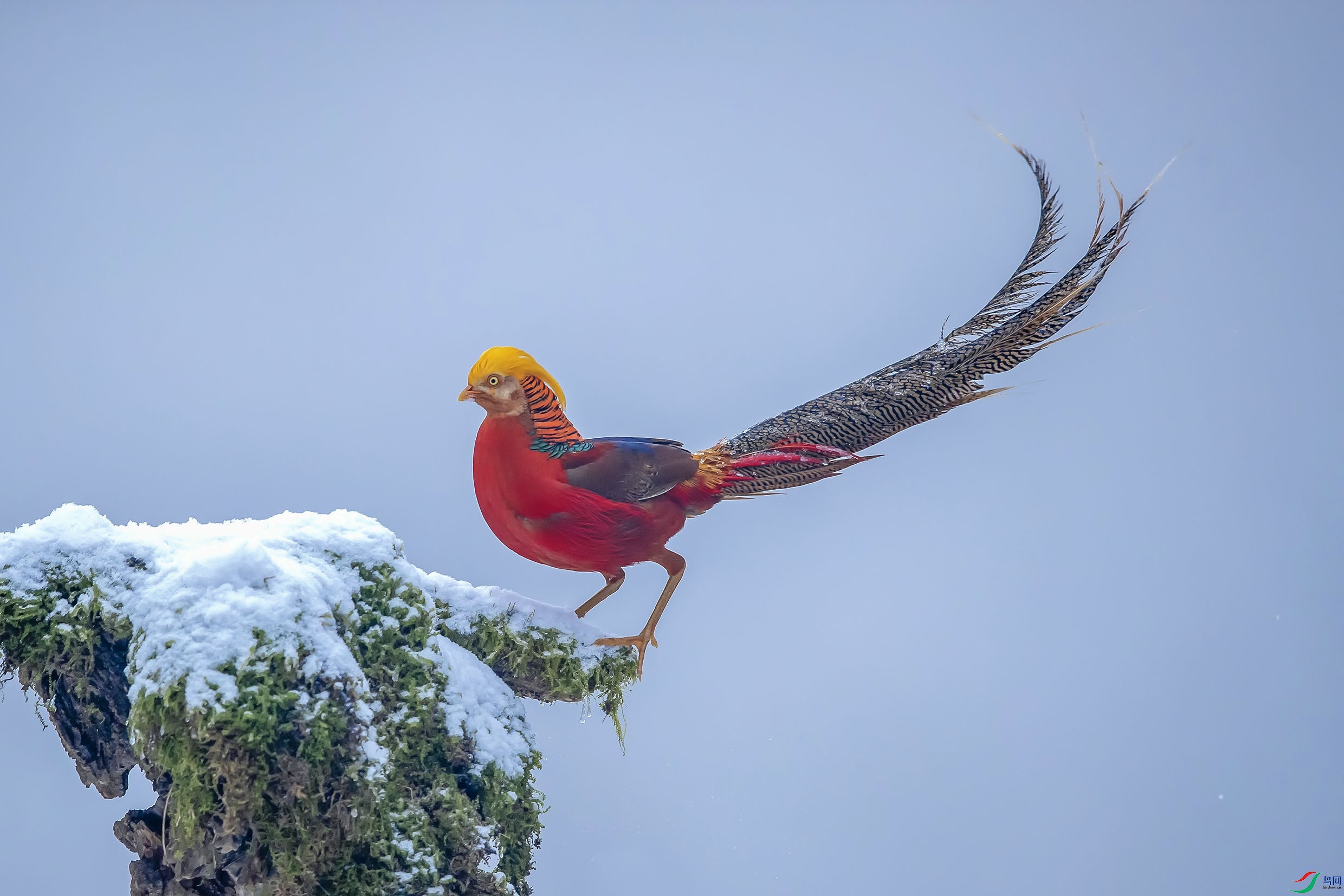 雪地锦鸡