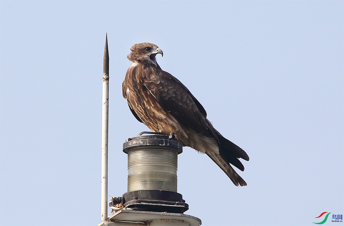 �Ͼ�������