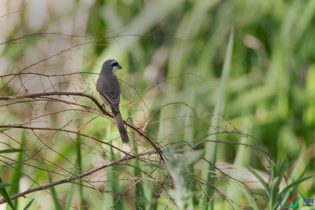 DSC_3307a.jpg