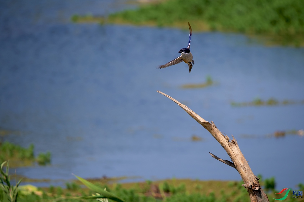 DSC_3246a.jpg