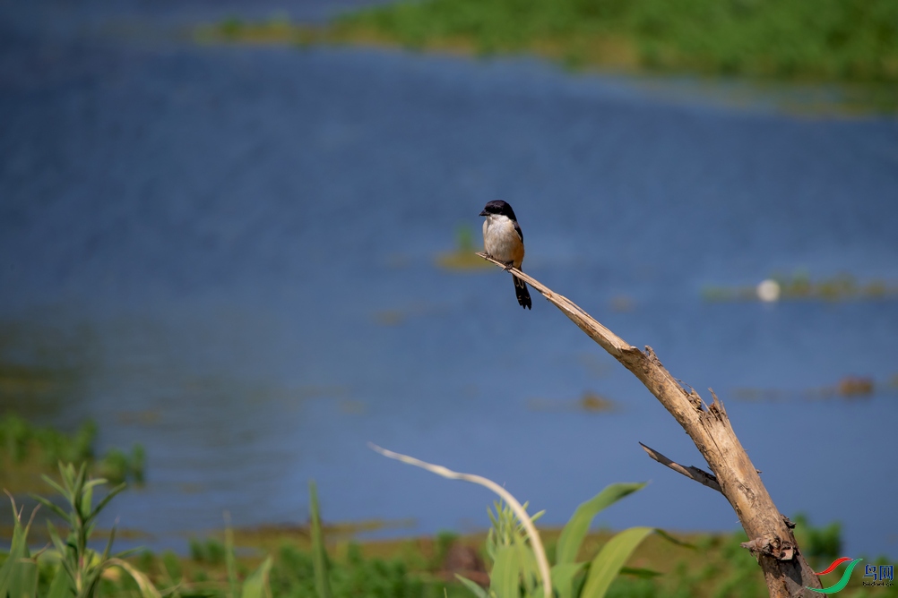 DSC_3244a.jpg