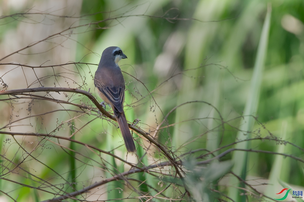 DSC_3308a.jpg
