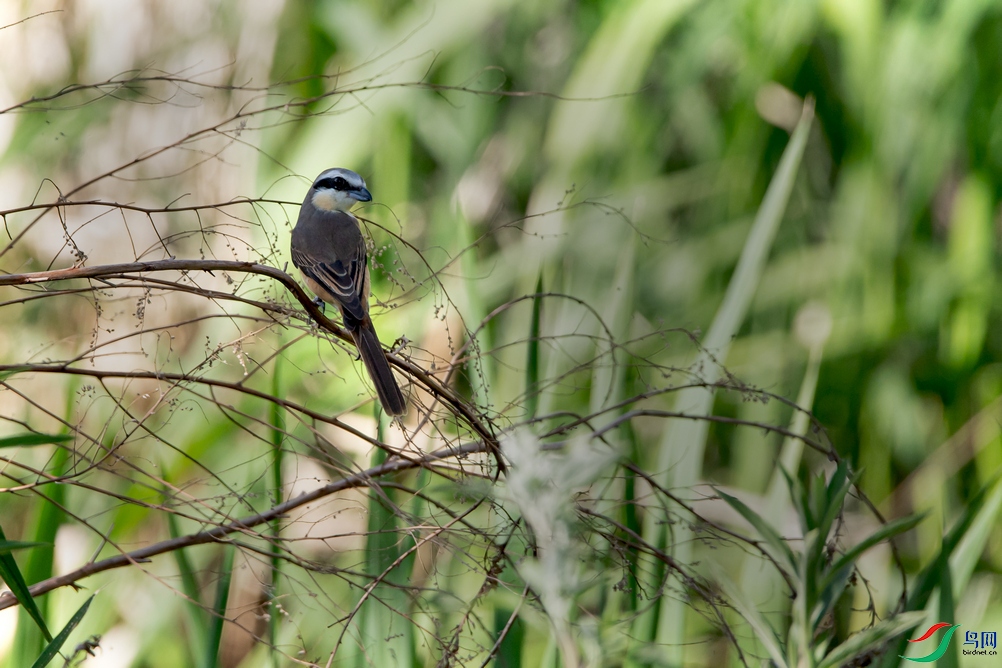 DSC_3309a.jpg