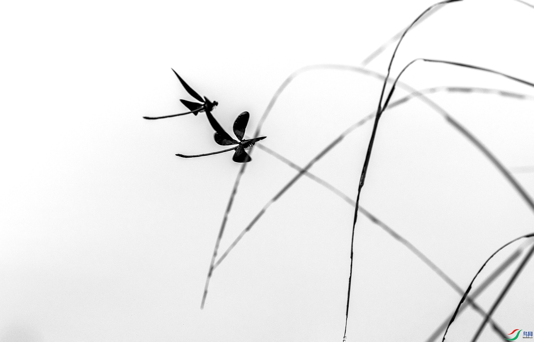 水墨蜻蜓