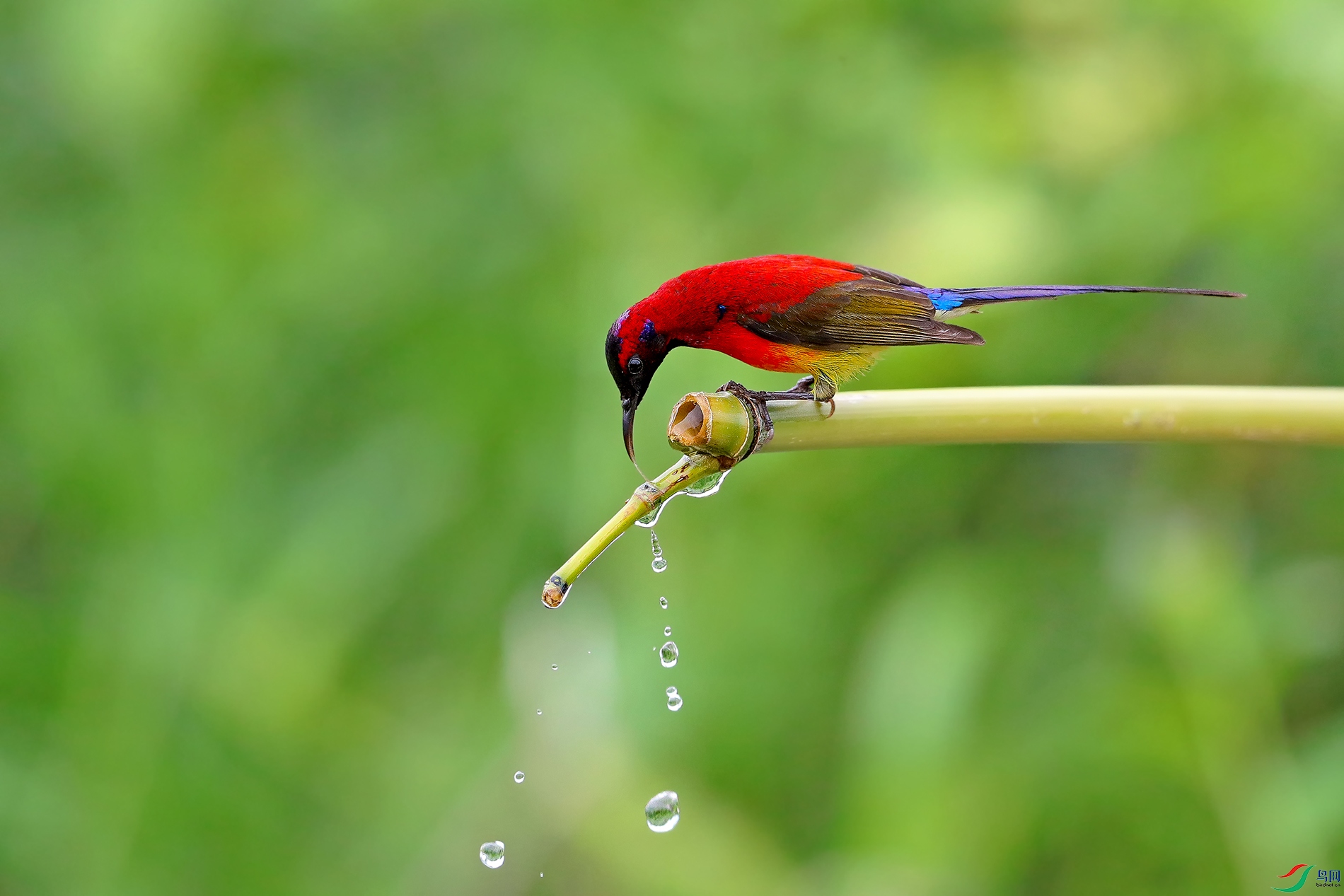 [林鸟] 蓝喉太阳鸟------喝水