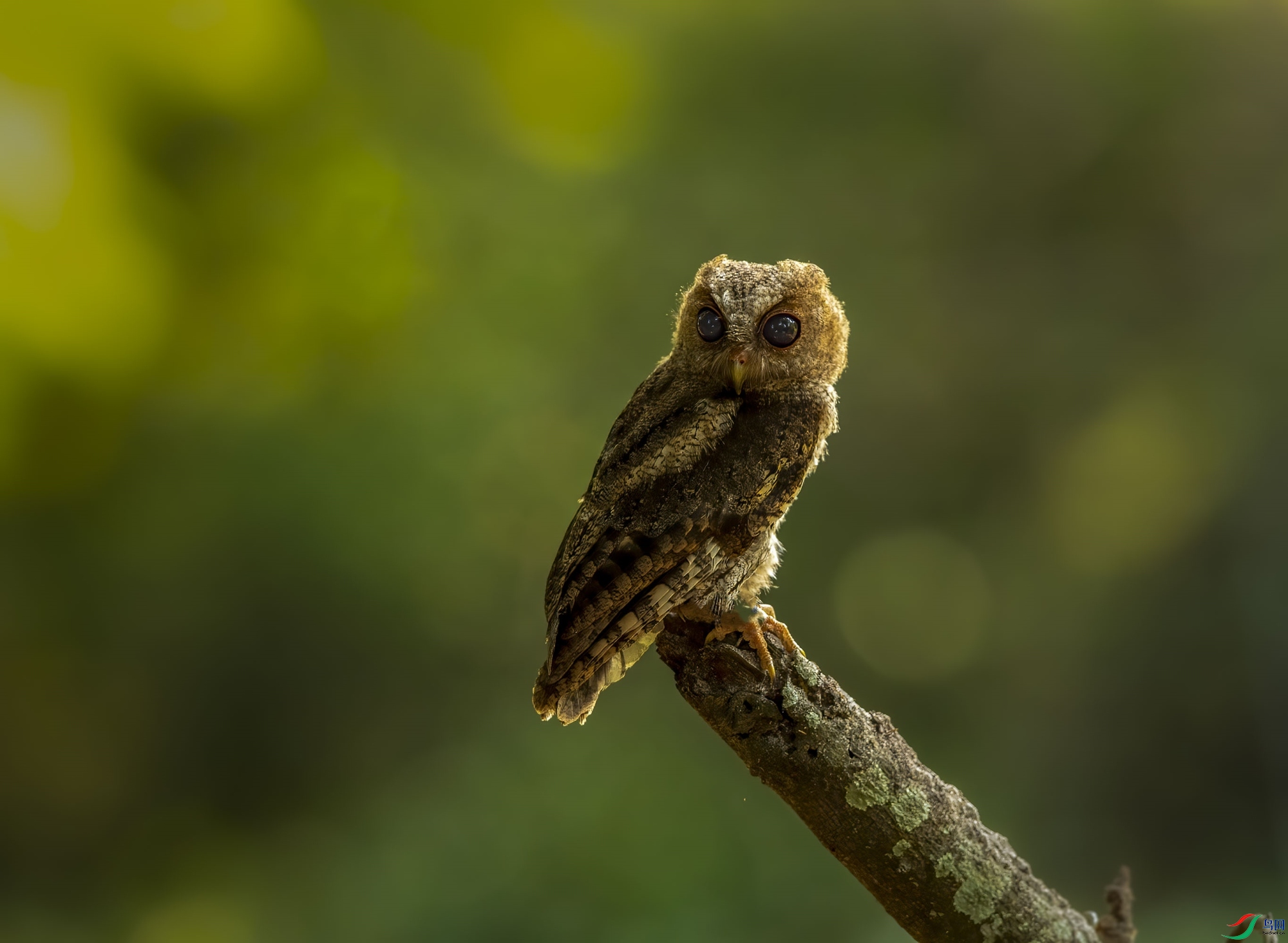 DSC_3330_����.jpg