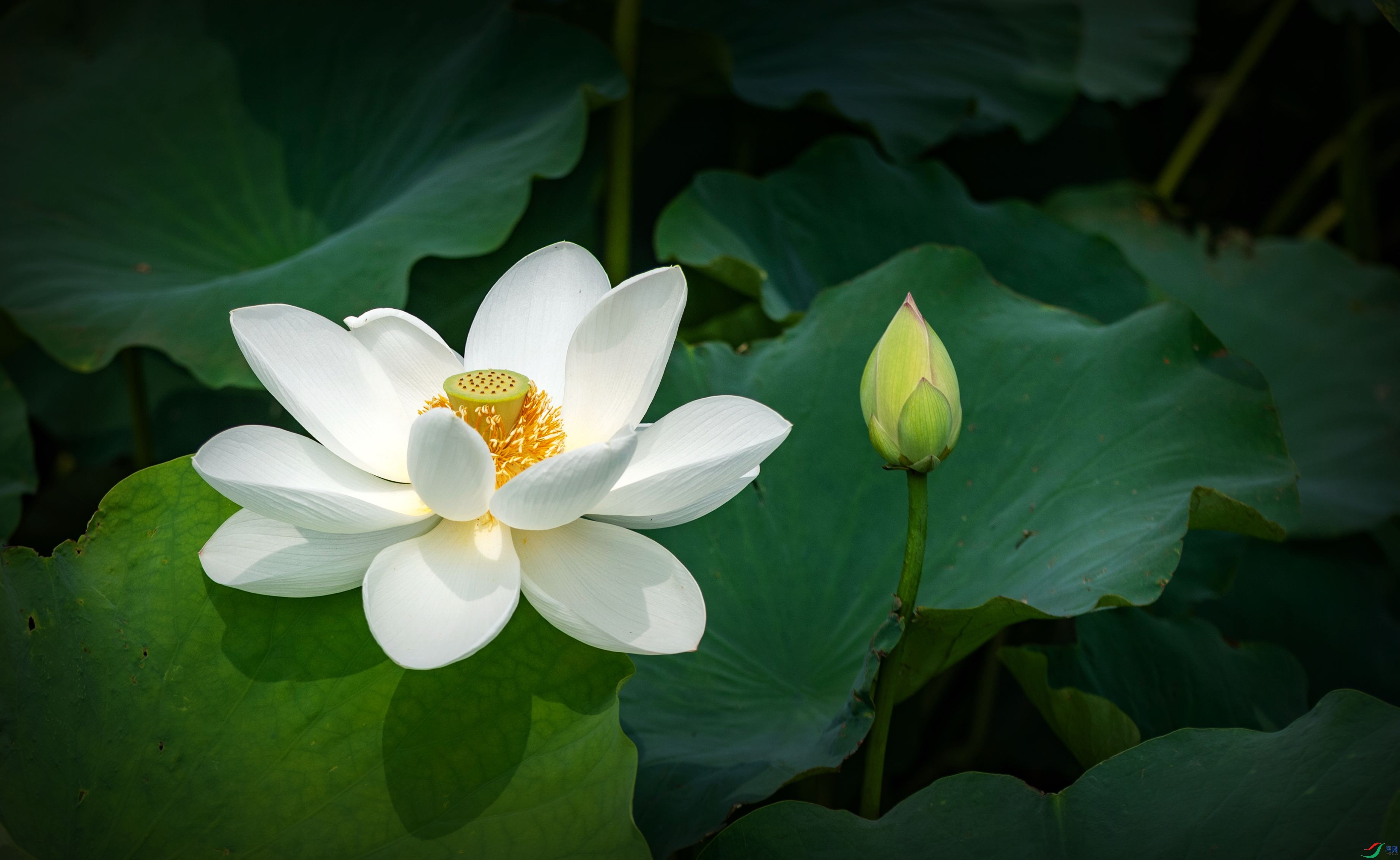 荷花电脑壁纸全屏图片