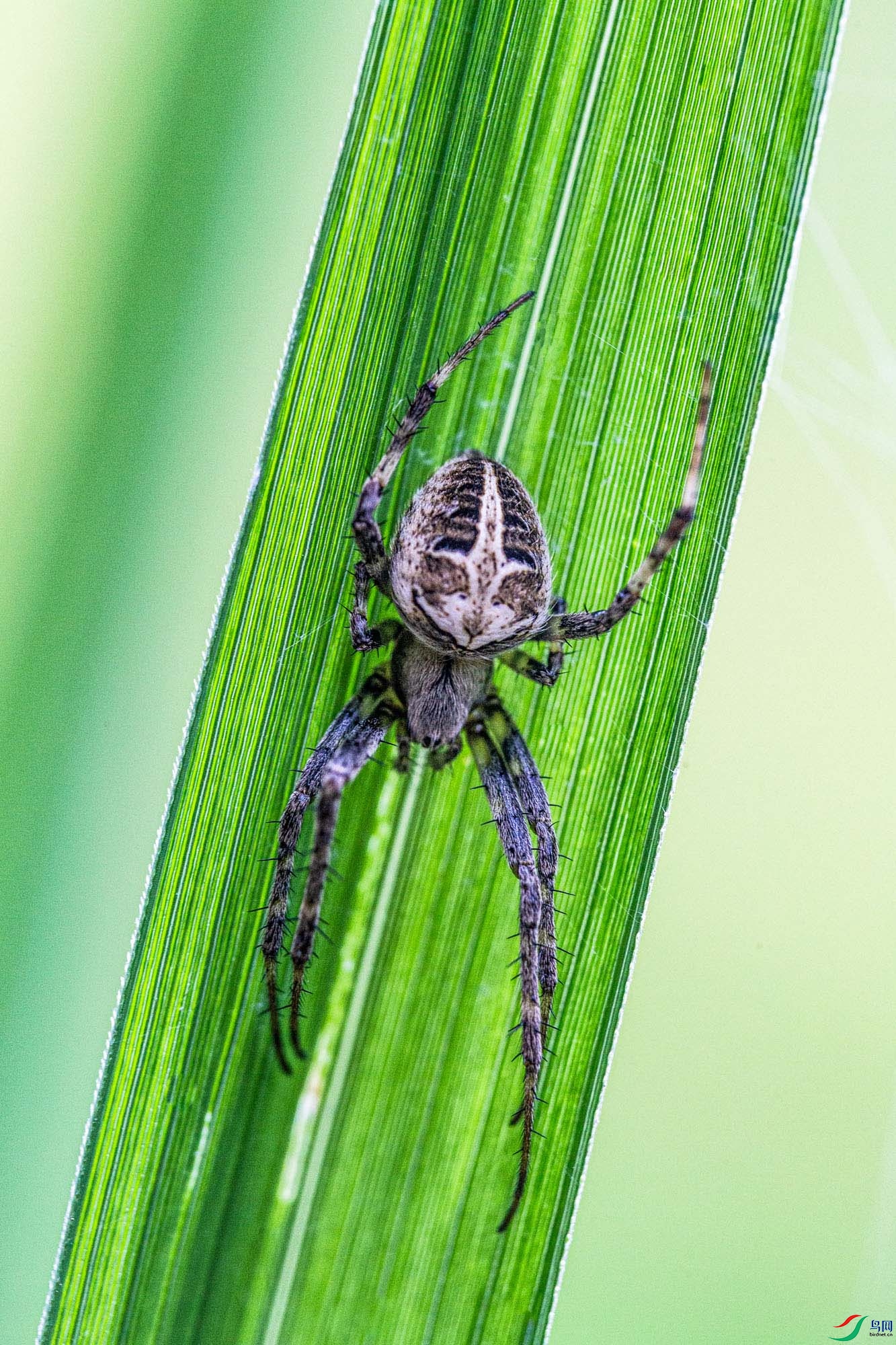 ������è�롱