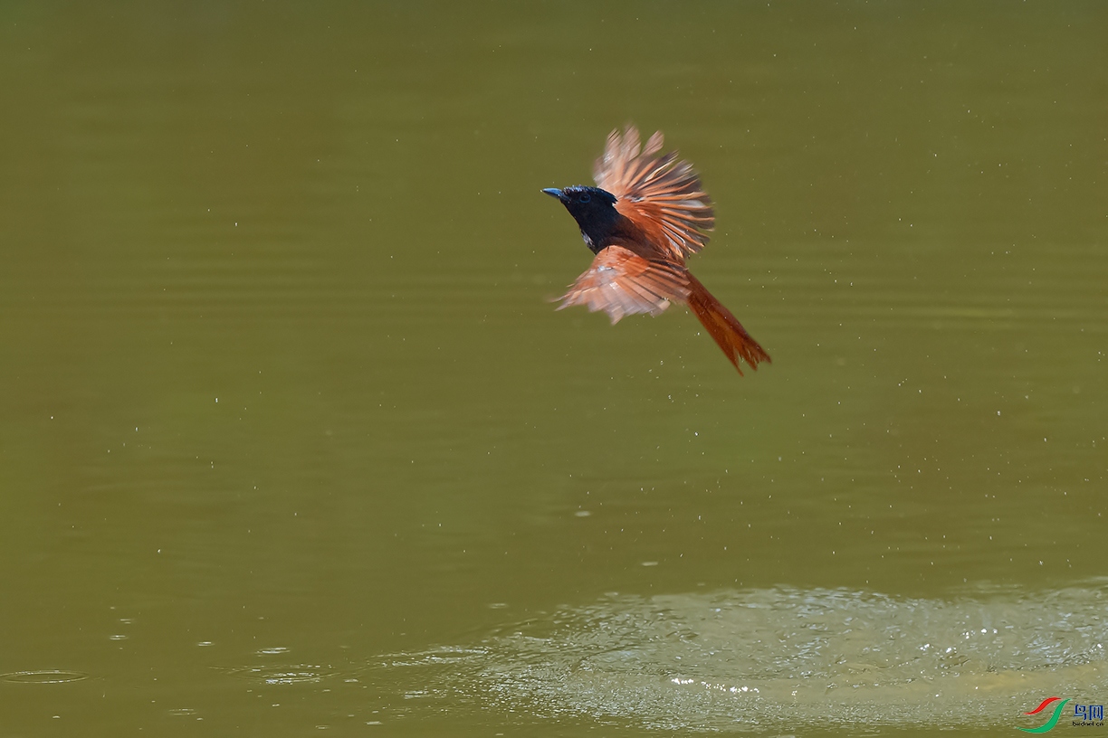 DSC_3558_DxOa.jpg