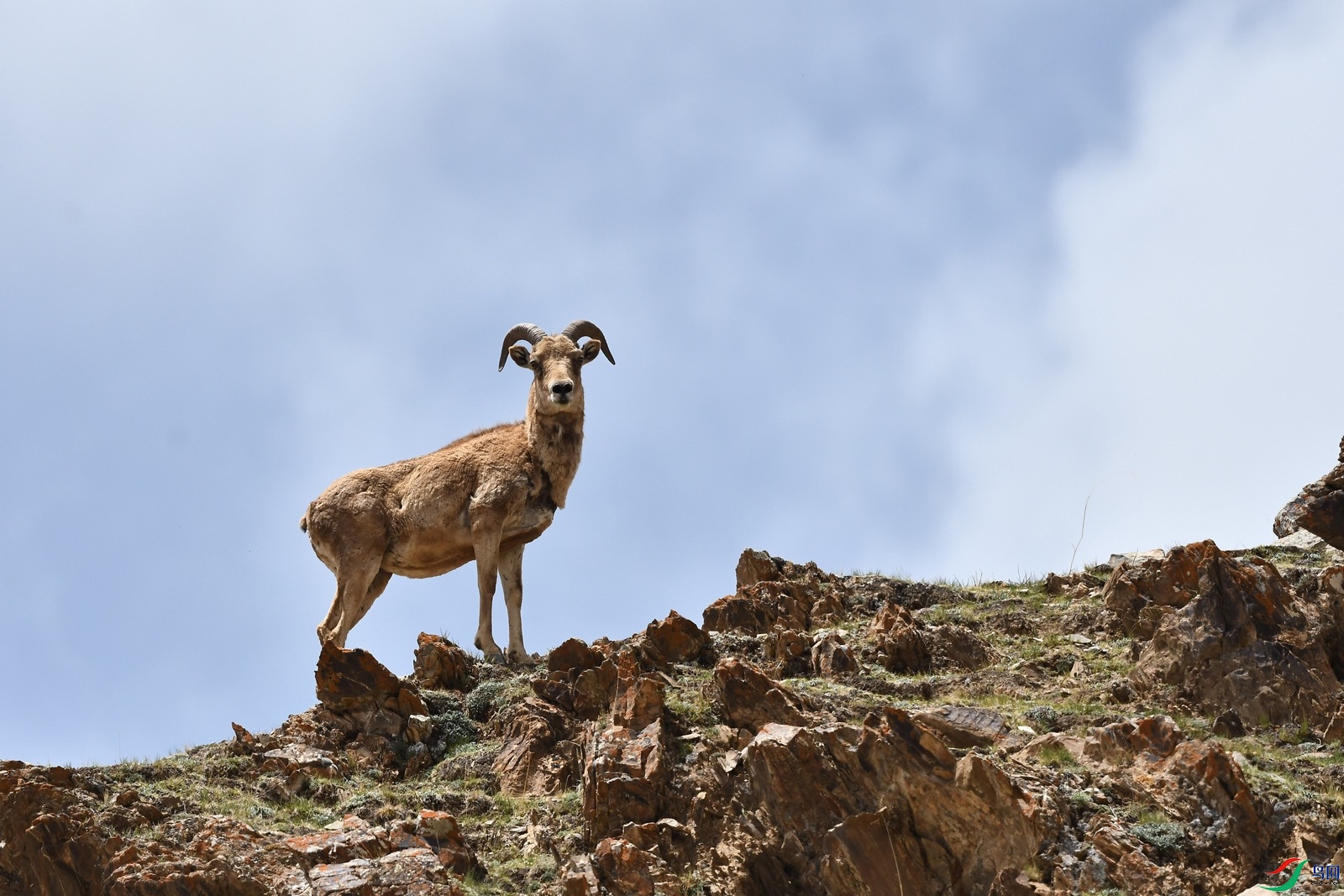 [哺乳] 山巅公羊-----贺获首页动物精华