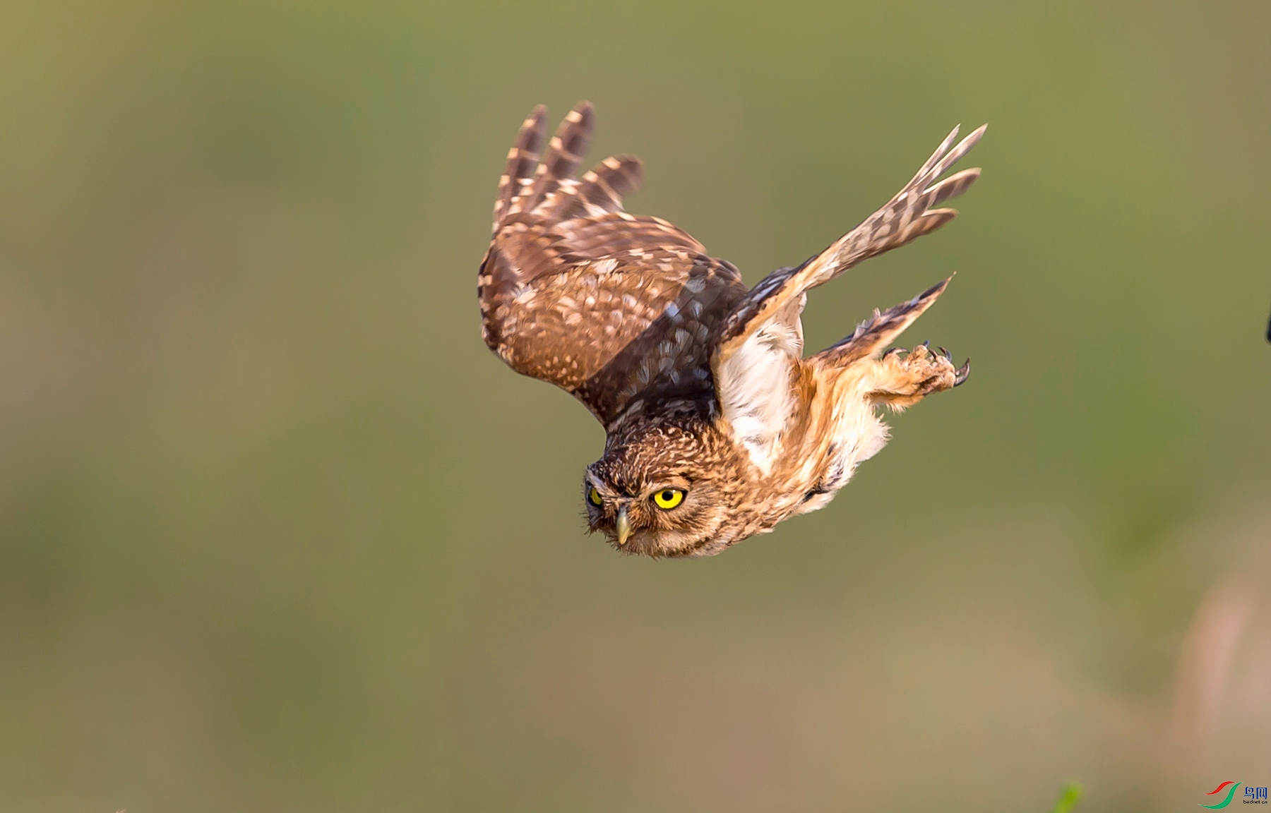 ���Ƹ�С�^