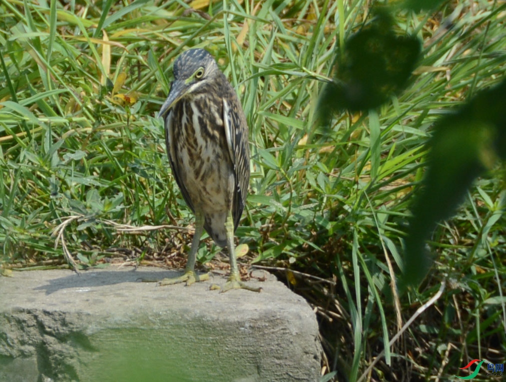 DSC_1009-1.jpg