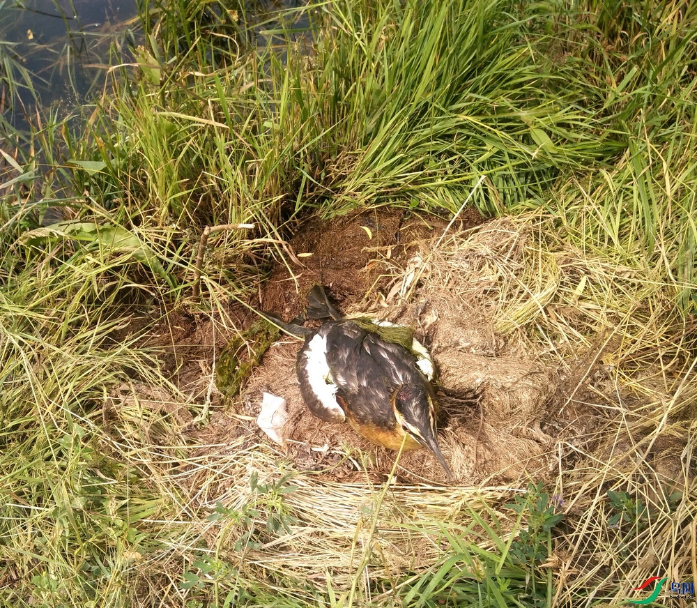 男子投食"钓"野鸭 向不文明行为说"不"