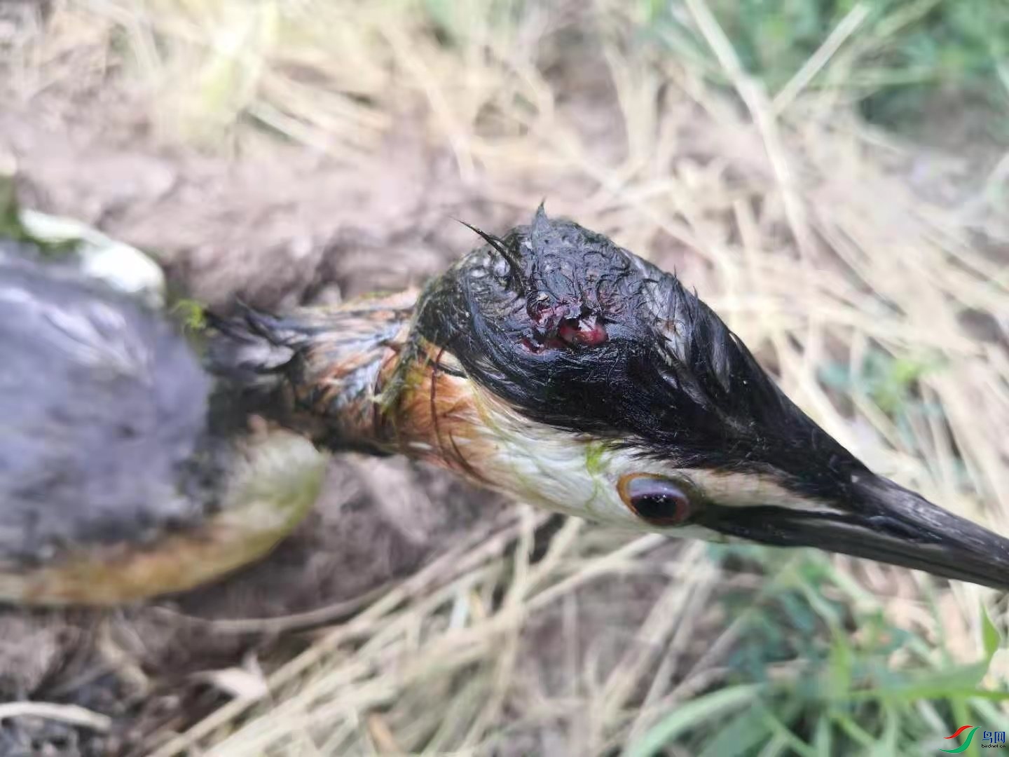 男子投食"钓"野鸭 向不文明行为说"不"