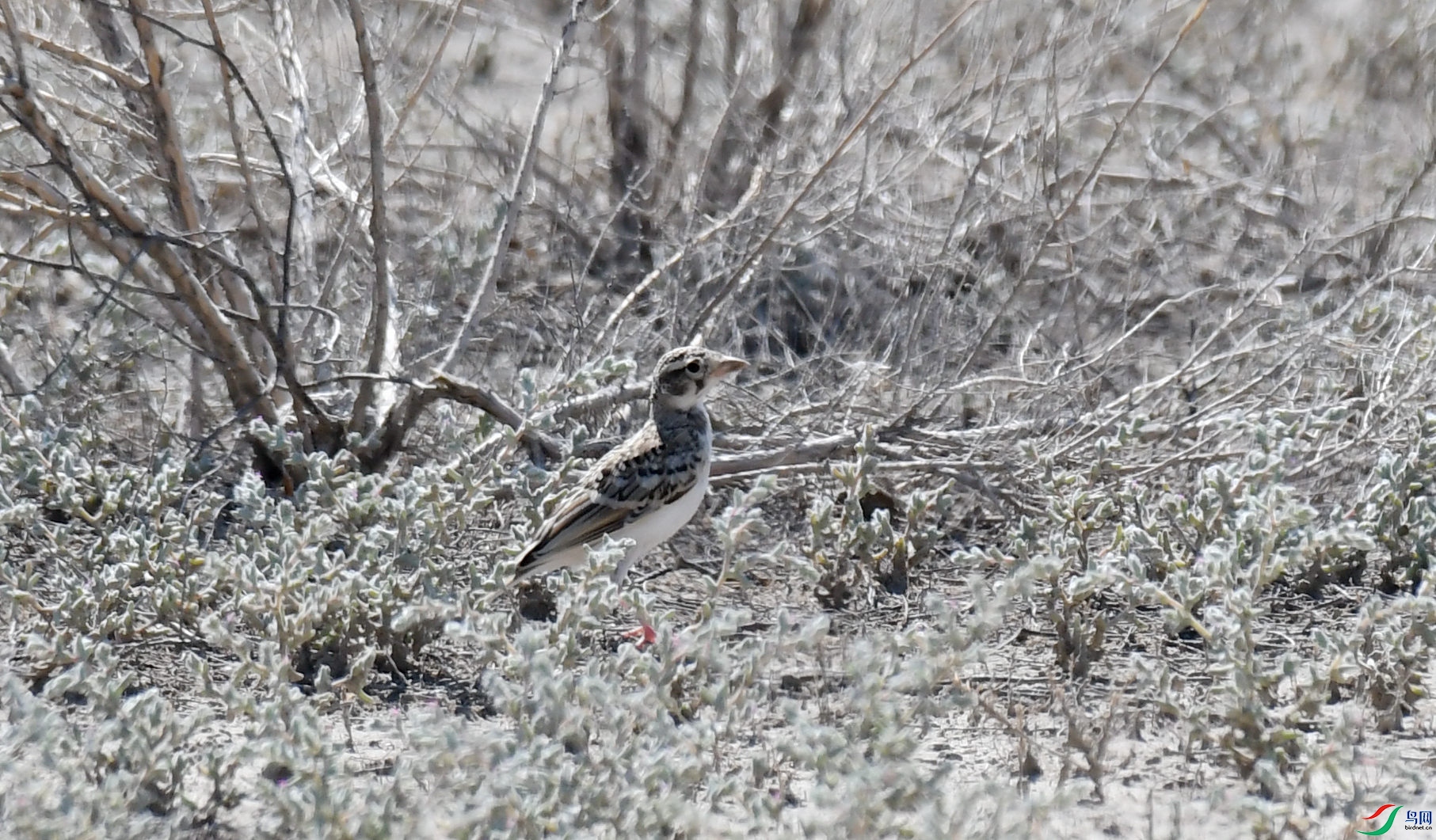 ���ǰ��� ������к���ˮ�Ͼ��� (3).JPG