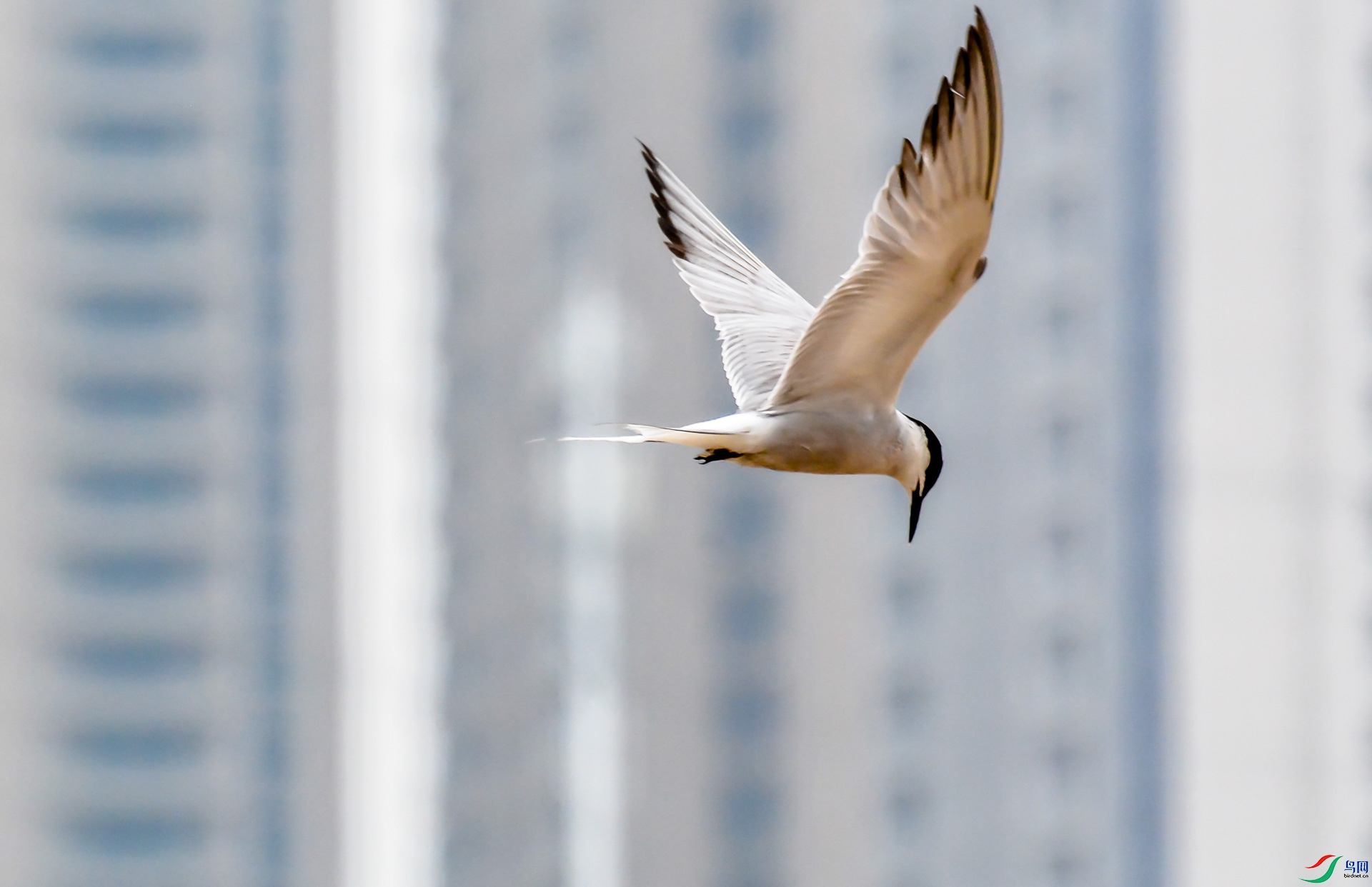 DSC_5130.jpg