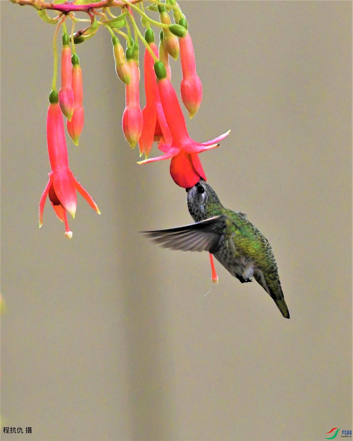 蜂鸟采蜜于倒挂金钟花