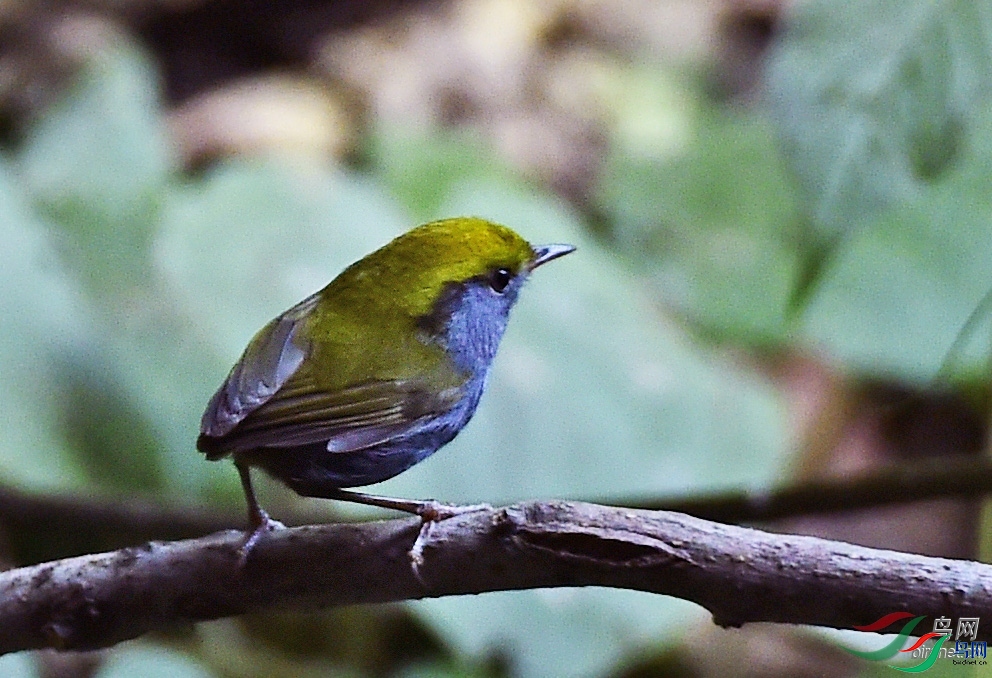 ����ӭ��  ��ʦ����������ʡ��ɽ��.jpg