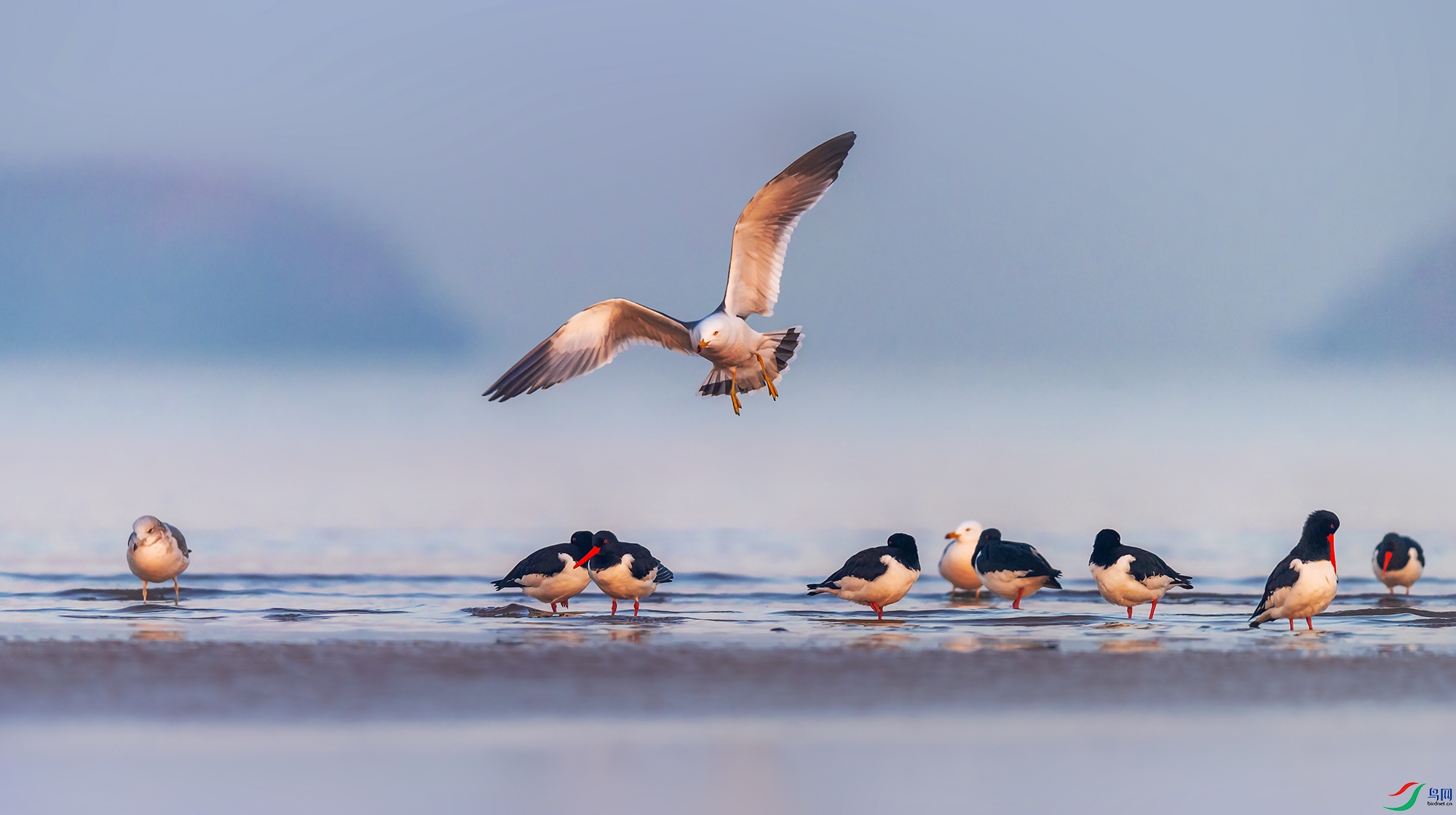 ��Ÿ������