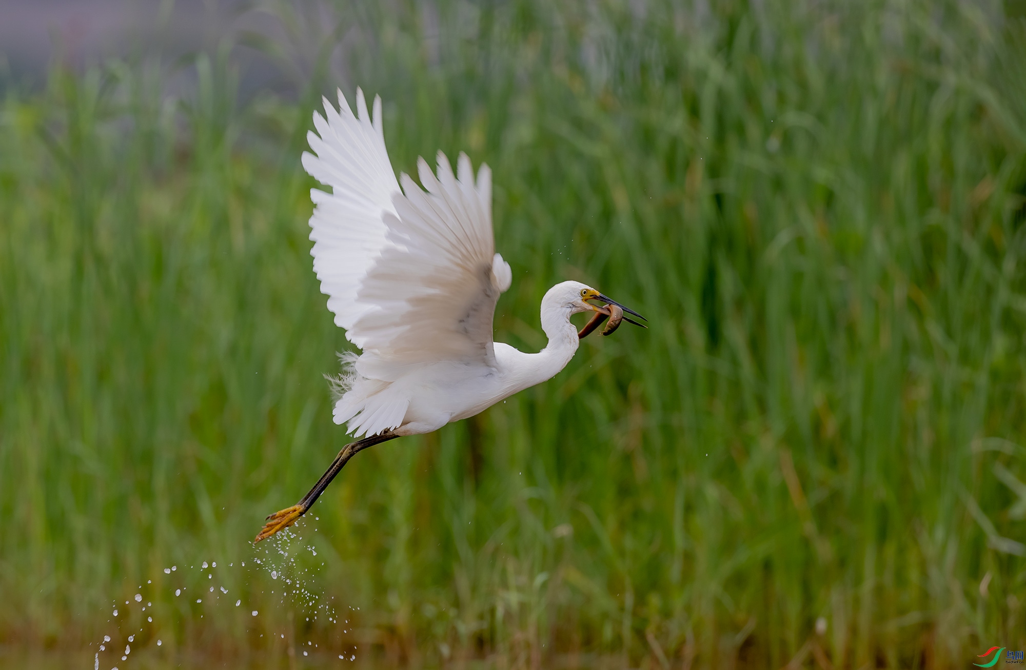 白鹭捕鱼