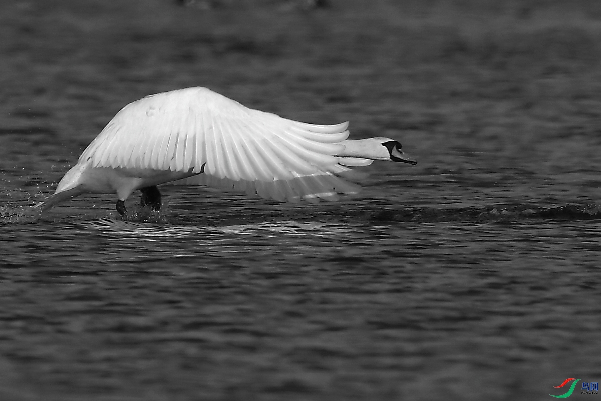 起飞的疣鼻天鹅