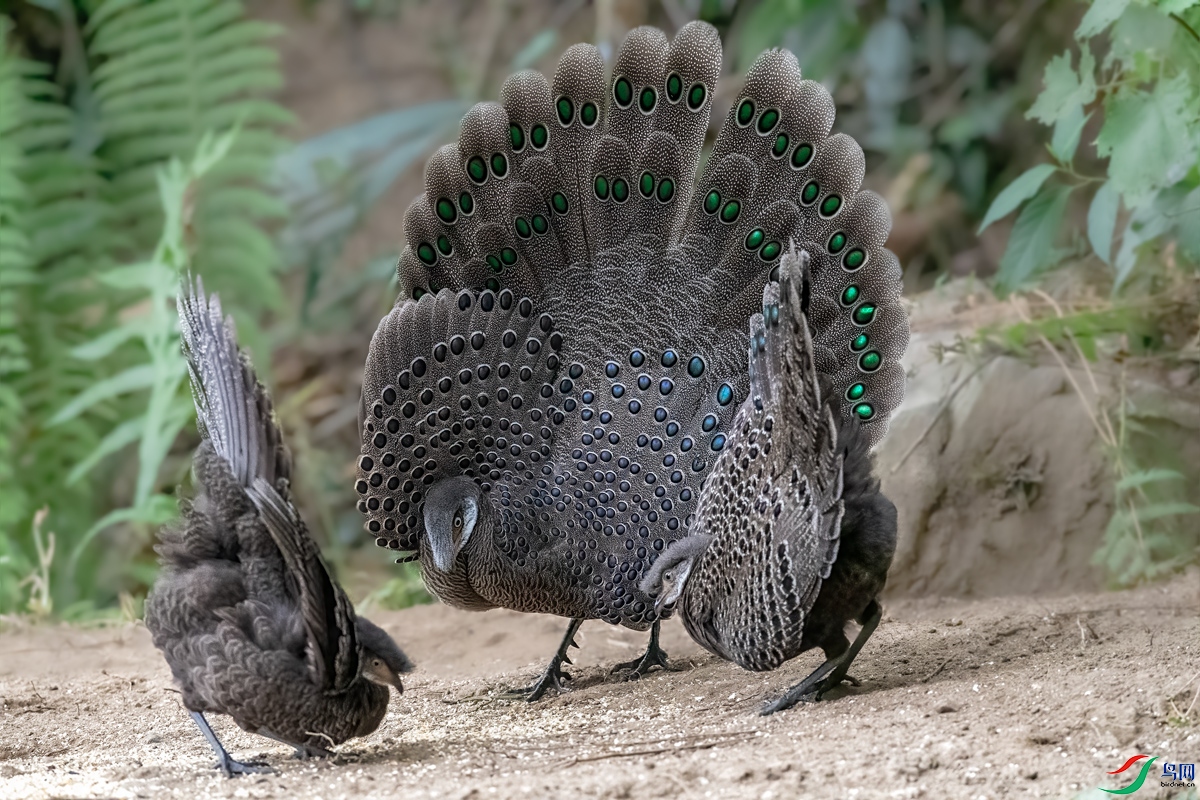 灰孔雀开屏