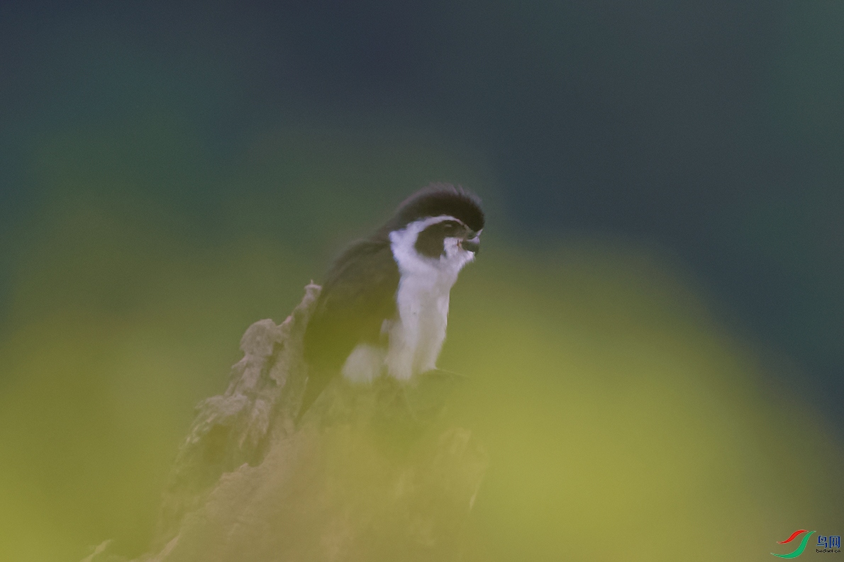 DSC_0083_DxOa.jpg